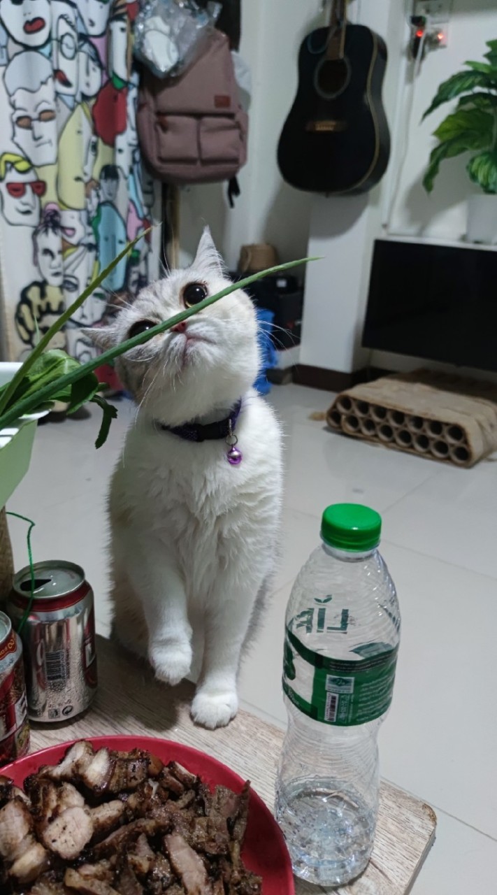 สนทนา ภาษาแมว