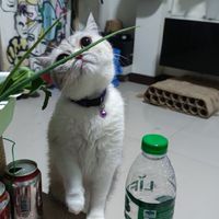 สนทนา ภาษาแมว