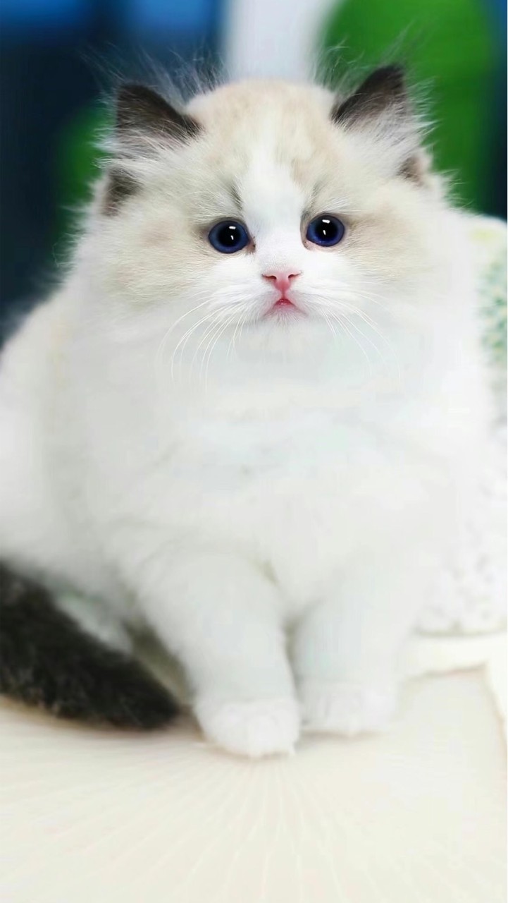 Wondermeow นำเข้าRagdoll