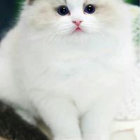 Wondermeow นำเข้าRagdoll