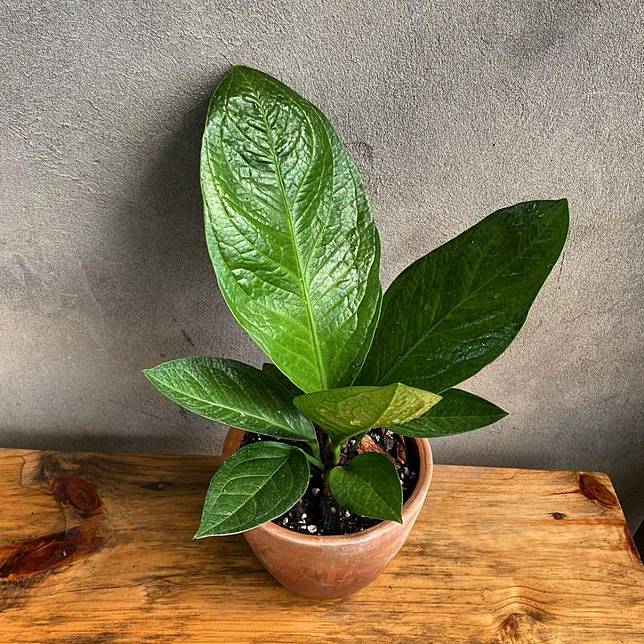 10 Jenis Tanaman Hias Anthurium Bisa Dijadikan Hiasan Indoor Brilio Net Line Today