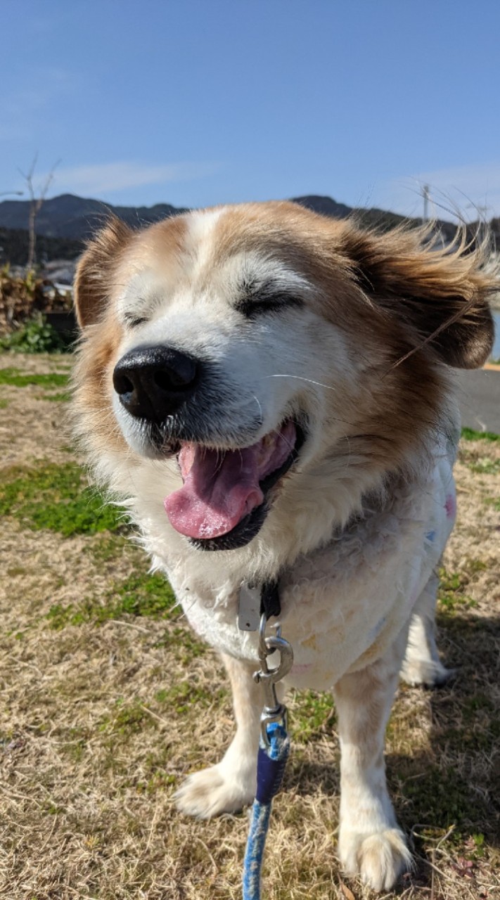 ミックス犬大好き〜🐕