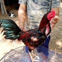พม่าเบอร์แข้งปลดอาวุธ