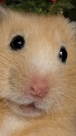 ハム太郎レンジャー松本