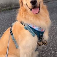 🌸🐶🌸かすてら🌸🐶🌸