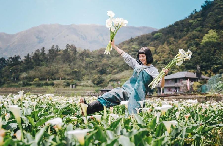 21陽明山竹子湖7個採海芋景點推薦 地址 費用 營業時間一覽 Line旅遊