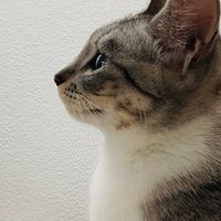 女性.トーク.にゃんワン大好きアラフォー
