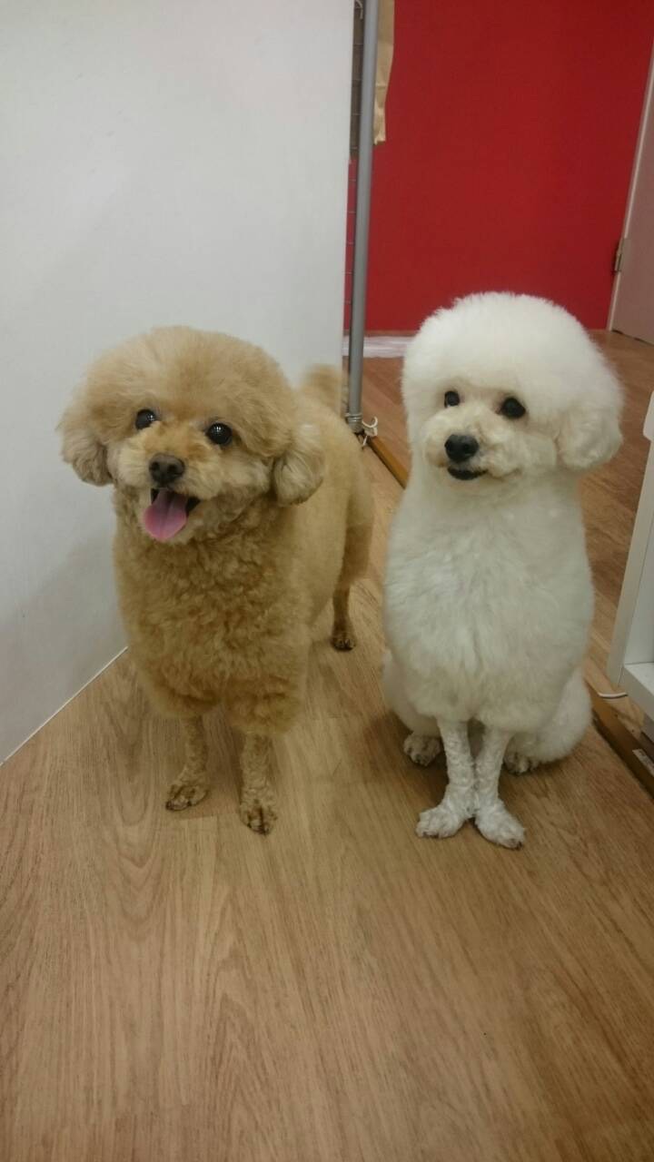 トイプードルの飼い主さん集まれ！！🐶