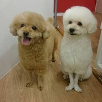 トイプードルの飼い主さん集まれ！！🐶