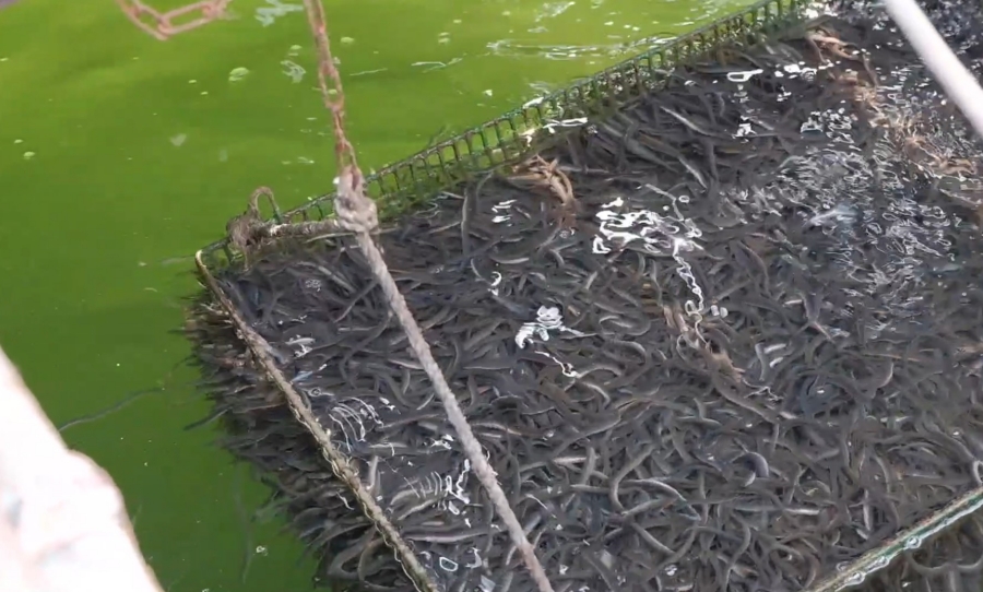 (高雄美食)鰻魚日記－鰻魚收成囉現在吃最肥美！貴族鰻魚丼250元起 自產自銷產地直送保證鮮