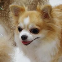 横浜わんこ部談話室