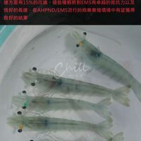 海昱優質蝦苗