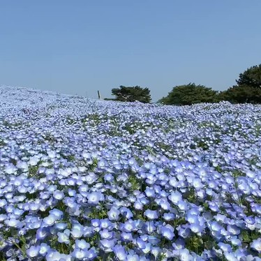 国営ひたち海浜公園のundefinedに実際訪問訪問したユーザーunknownさんが新しく投稿した新着口コミの写真