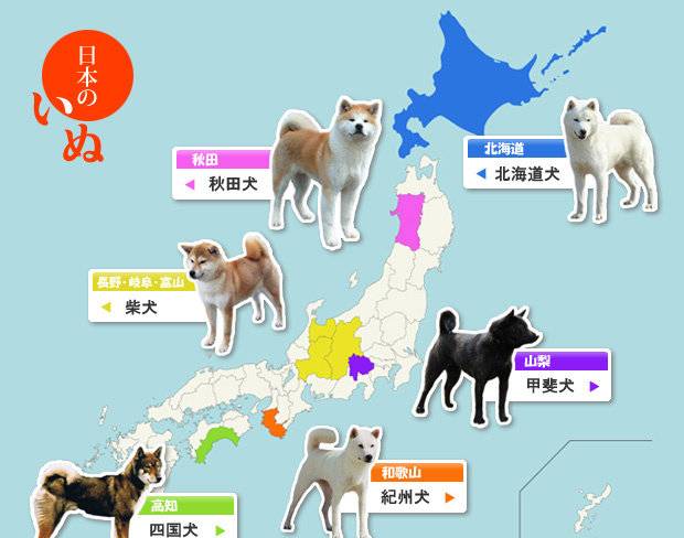 日本狗狗不只有秋田犬 這六種被日本列為天然紀念物的狗狗 下次別人問起就不會回答不出來了 女生集合