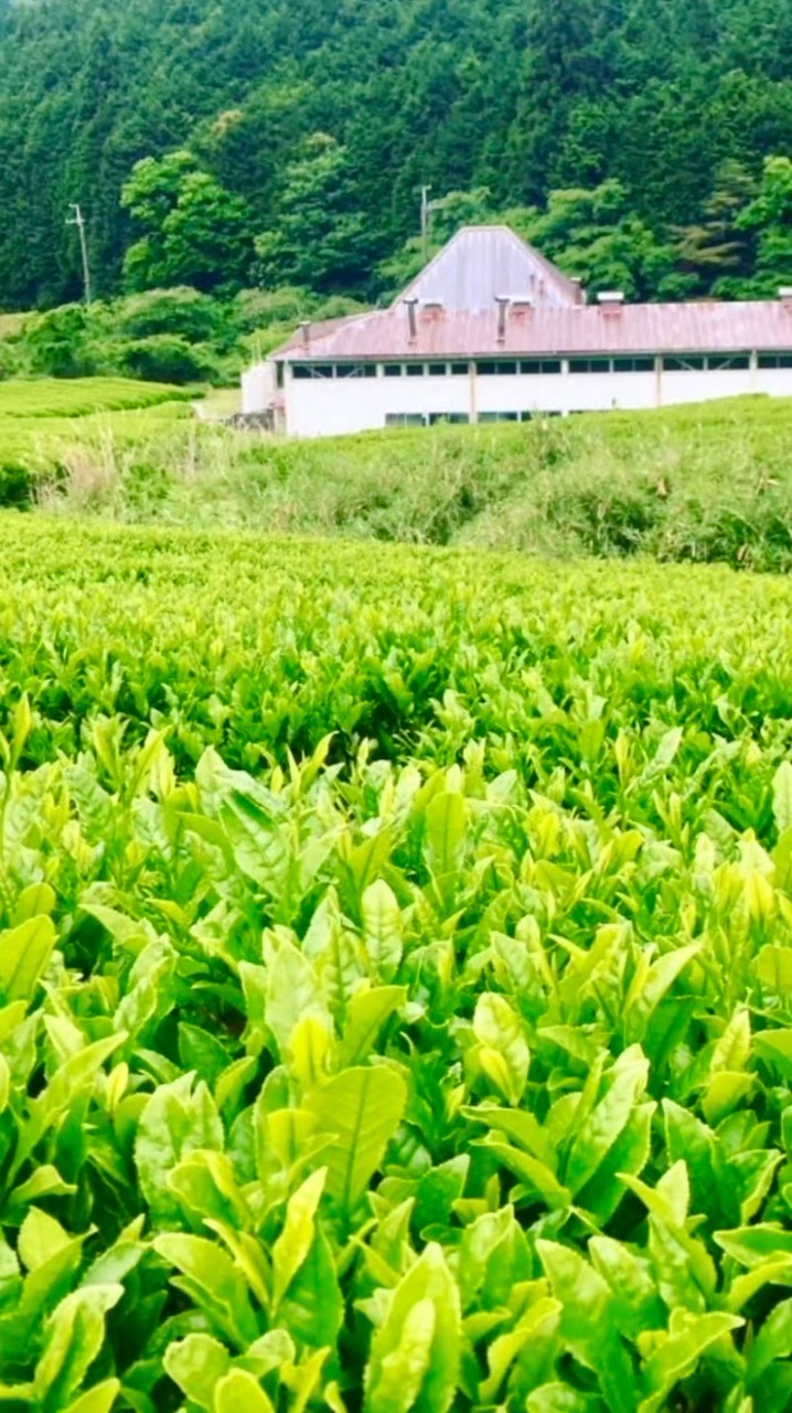 神河町仙霊茶