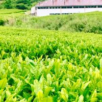 神河町仙霊茶