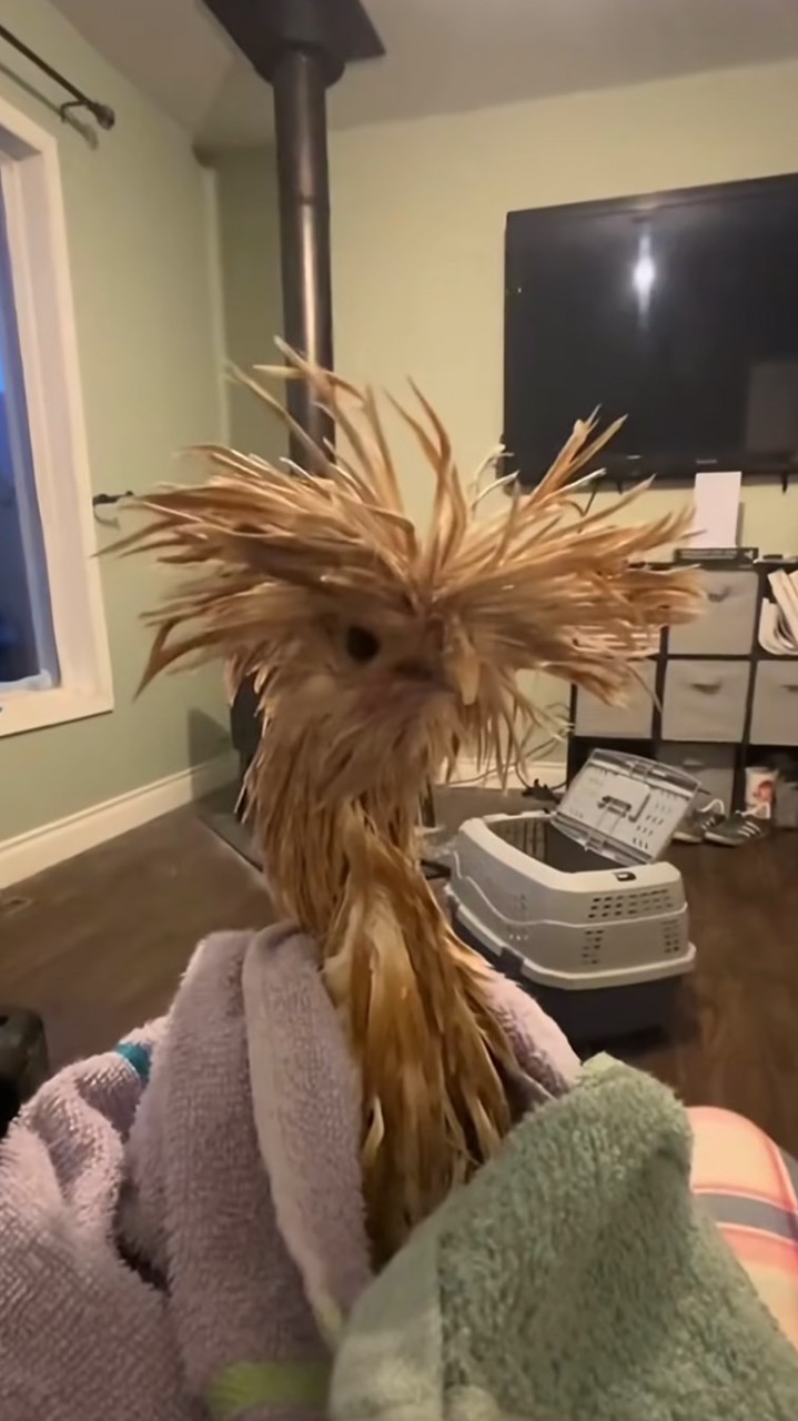 蝦皮也是被我玩明白了-蕭貪 省錢 折扣 優惠： 我是被通膨逼的