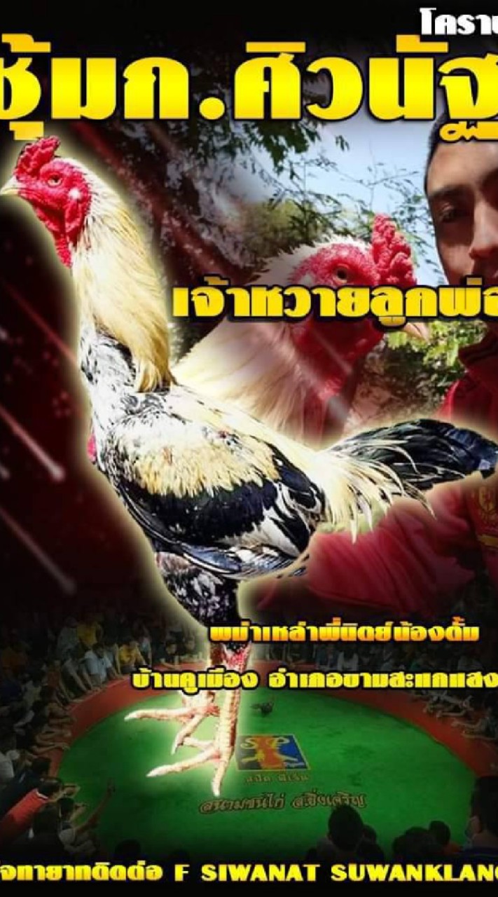 ถ้าคุณชอบพม่าเราคือเพื่อนกัน❤🐓