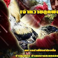 ถ้าคุณชอบพม่าเราคือเพื่อนกัน❤🐓