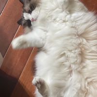 默默變異の發糕aka筒仔米糕