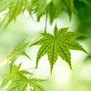 風、薫る「朝ドラ・大河ドラマ・民放ドラマ」ネタバレOKみんなでワイワイ部屋