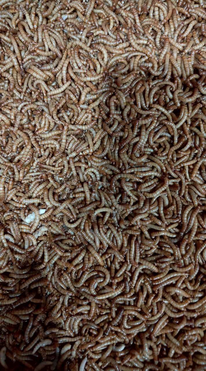 หนอนนกสด ราคาส่ง-ปลีก หนอนนกเมืองระยอง Worms