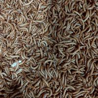 หนอนนกสด ราคาส่ง-ปลีก หนอนนกเมืองระยอง Worms