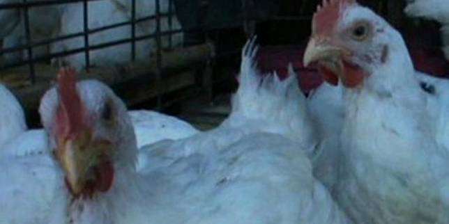 China Laporkan Kasus Flu Burung Di Provinsi Hunan 556 Km Dari Wuhan