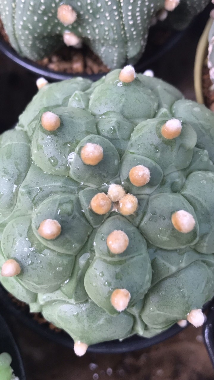 พูดคุย กระบองเพชร ไม้อวบน้ำ cactus succulent