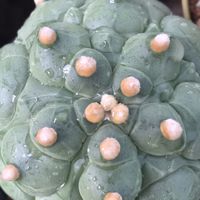 พูดคุย กระบองเพชร ไม้อวบน้ำ cactus succulent