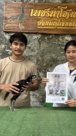 APFarm แหล่งพัฒนาไก่ป่าก๋อยแข้งสมัยใหม่