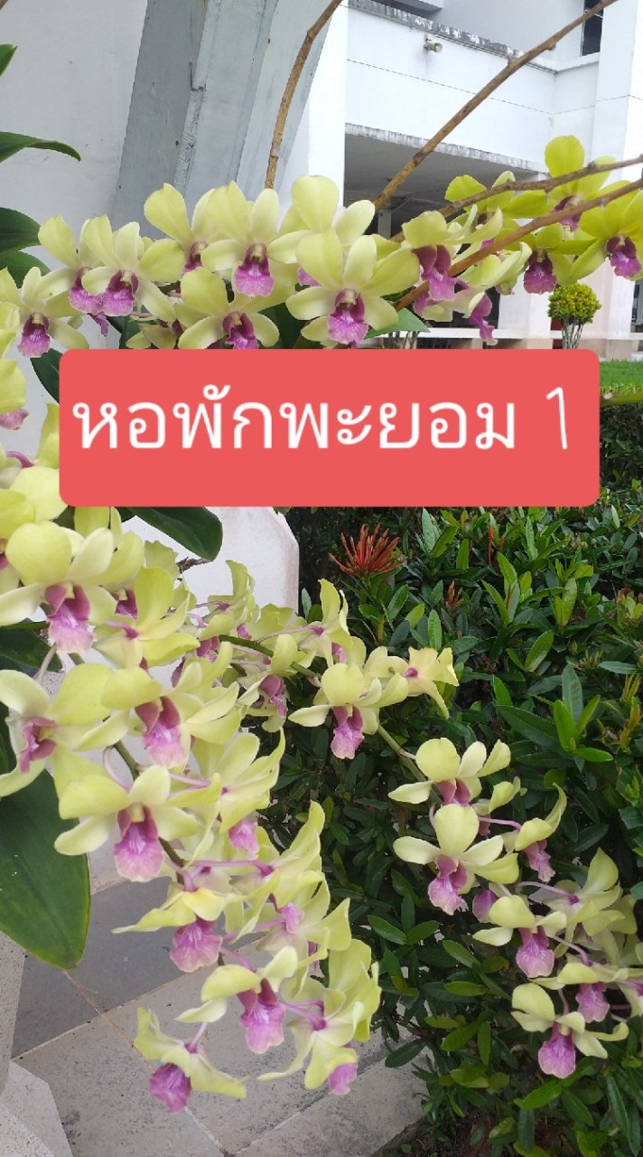 นิสิตหอพักพะยอม 1