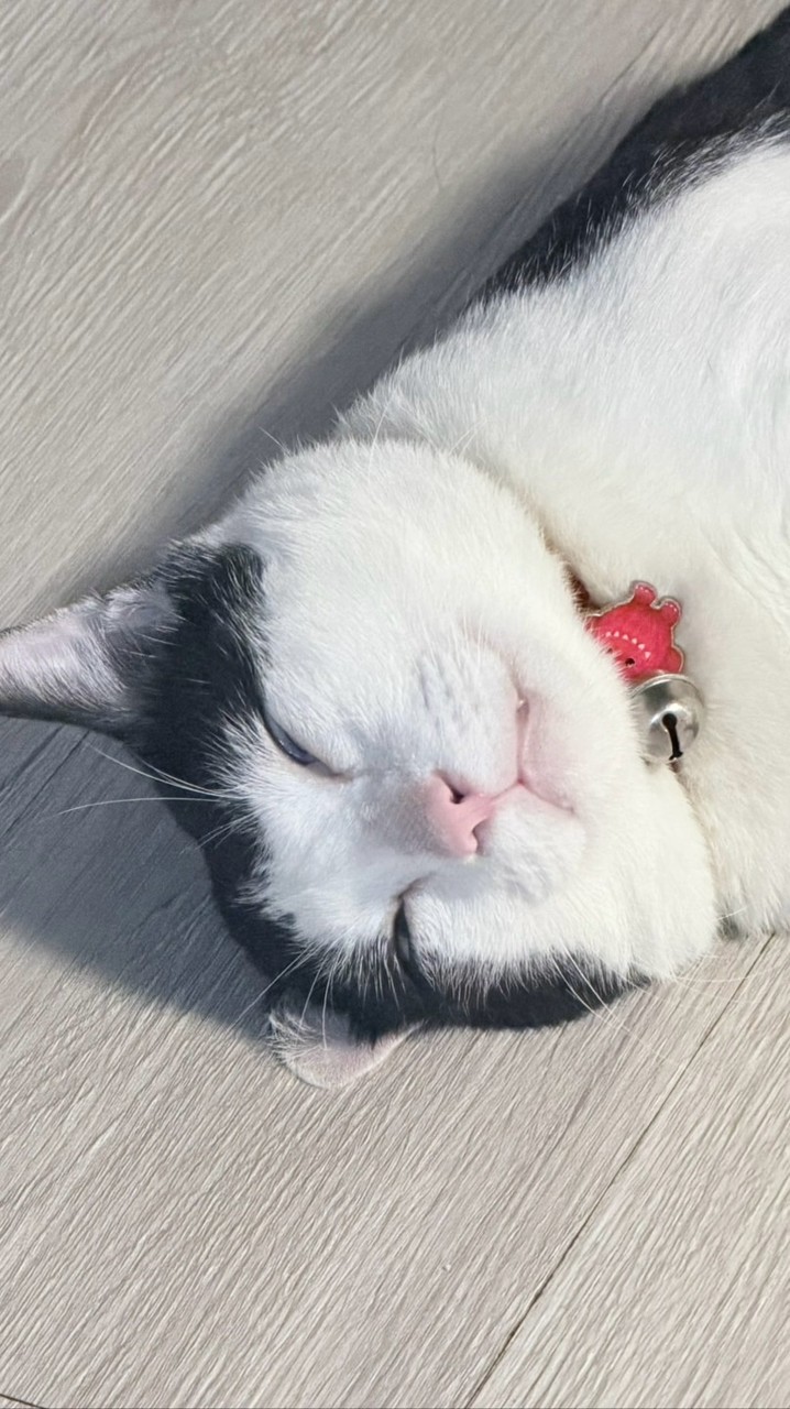 อันอันมีแมว ปล่อยของ🐱🥰