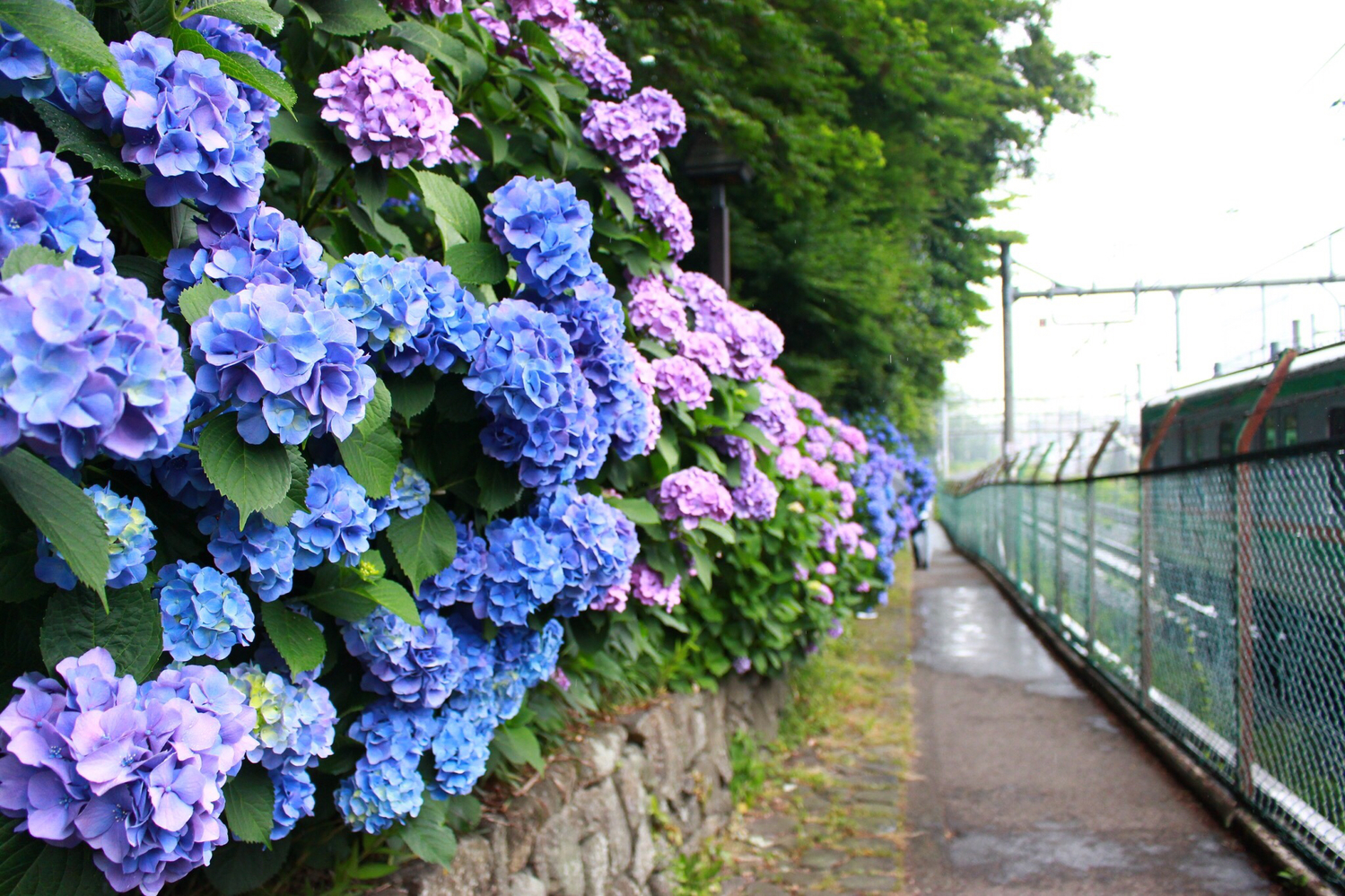 19年六月限定箱根紫陽花盛開 紫陽花號電車 夜之紫陽花號預約搭乘資訊 Line購物