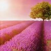 華南羊奶