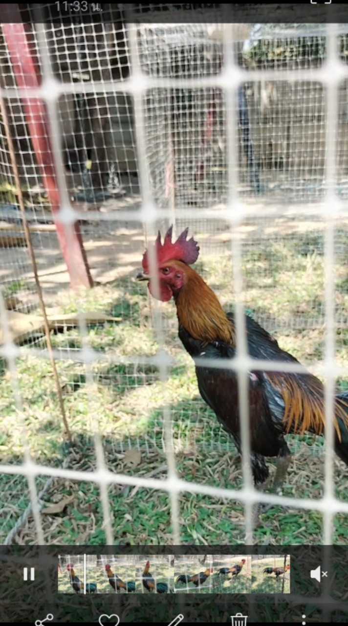 สหายไก่ชน