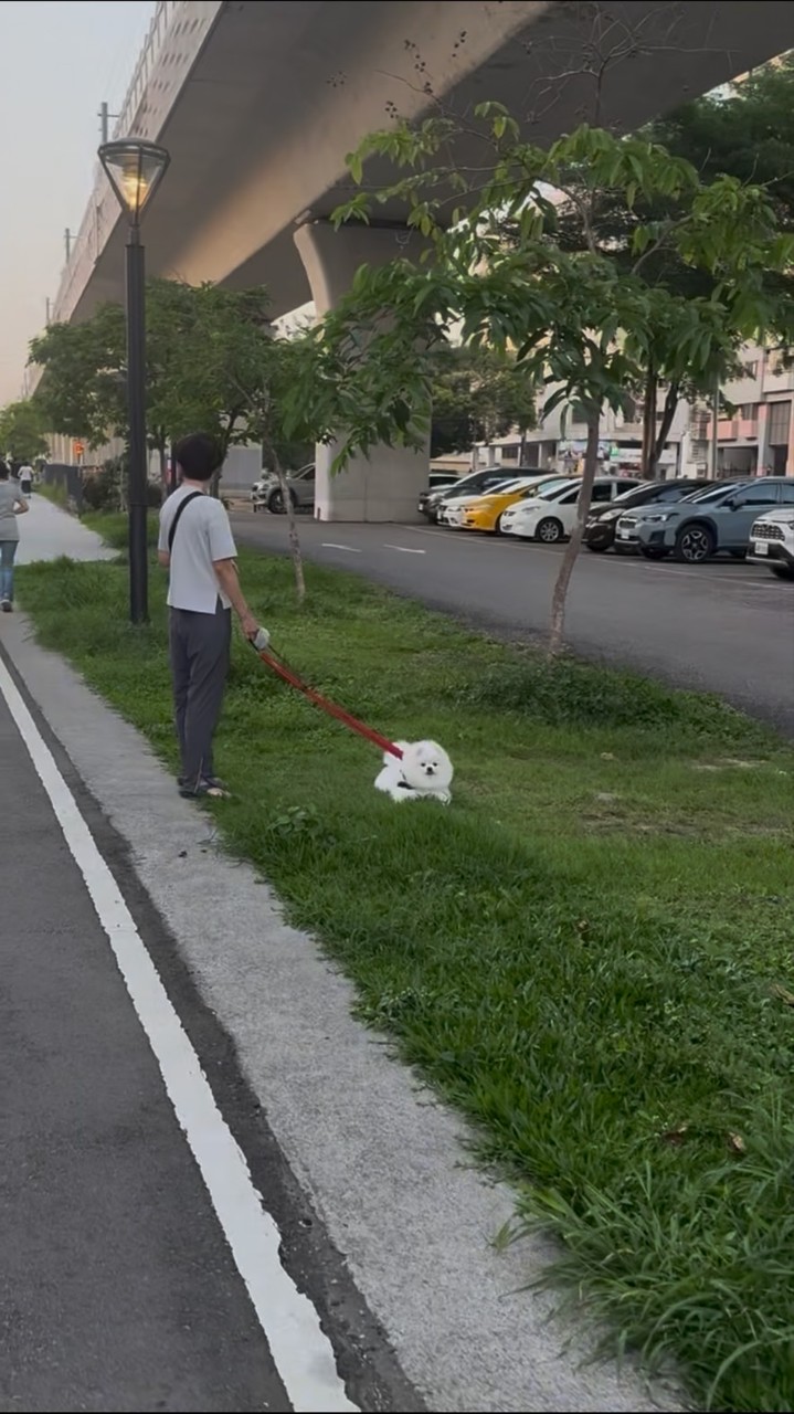 狗在跑 我在曬
