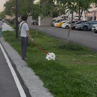 狗在跑 我在曬