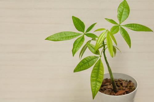 パキラはこの方法で大きく育つ 基本の育て方やさらに大きくする方法を解説 オリーブオイルをひとまわしニュース