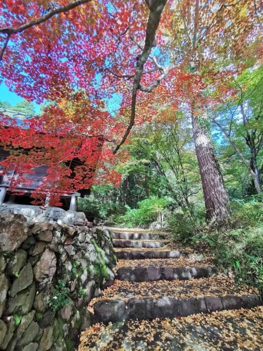 浪漫的季節唯美的情境 丹波篠山楓紅片片 野旅行 Line Today