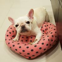 雙北拯救流浪動物聯盟