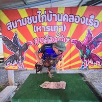 ซุ้ม ส.แรงสูง จีระพันธ์ฟาร์ม พัฒนาทายาทสายเลือดไก่ชน