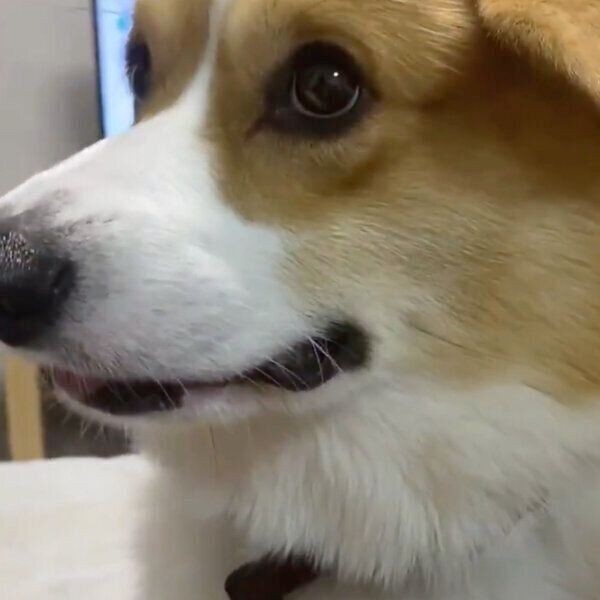 生きたセミを食べた ゾッとする犬の行動を獣医師が解説