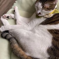 里哪來歹東