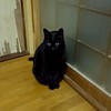 歌、雑談、なんでもしよーぜ