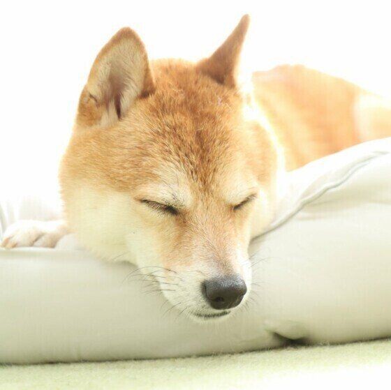 愛犬はどこで寝ている アンケート結果はいかに