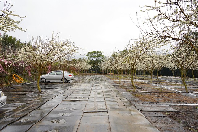 2022草坪頭櫻花季