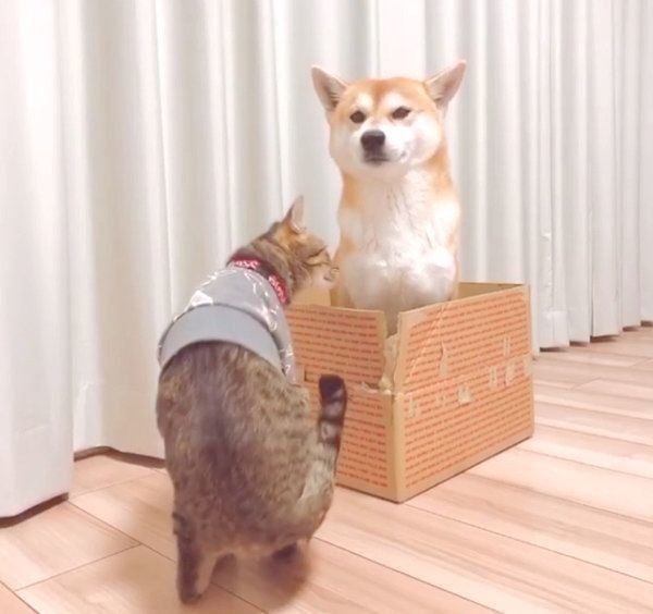 同居猫のダンボールを奪った柴犬 何食わぬ顔 で居座る いぬのきもちnews