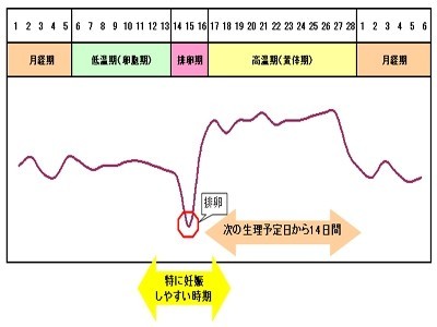 安全日 生理前