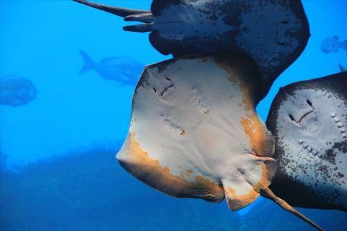 海の厄介者 水族館でよく見る あの魚 毒があるのに激旨ってほんと おすすめの美味しい食べ方とは オリーブオイルをひとまわしニュース